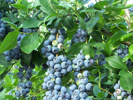 blueberries